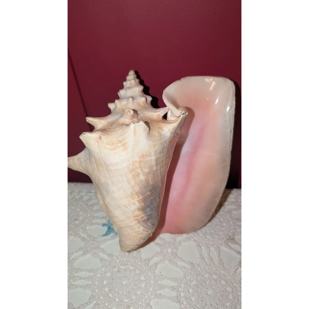 8" Queen Conch Shell Natural Pink Beige Clean Large, Small Hole, Beautiful Pink - Picture 2 of 9